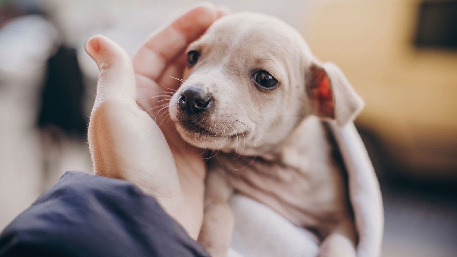 no comprar perros mestizos