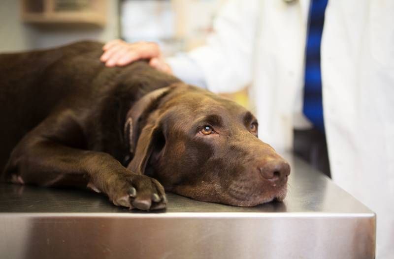 El veterinario difícilmente podrá eliminar completamente el veneno del cuerpo de nuestra mascota.