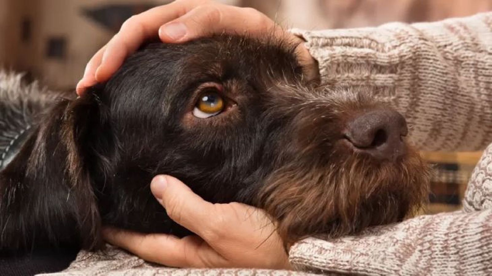 bonitas frases de perros y duenos 1