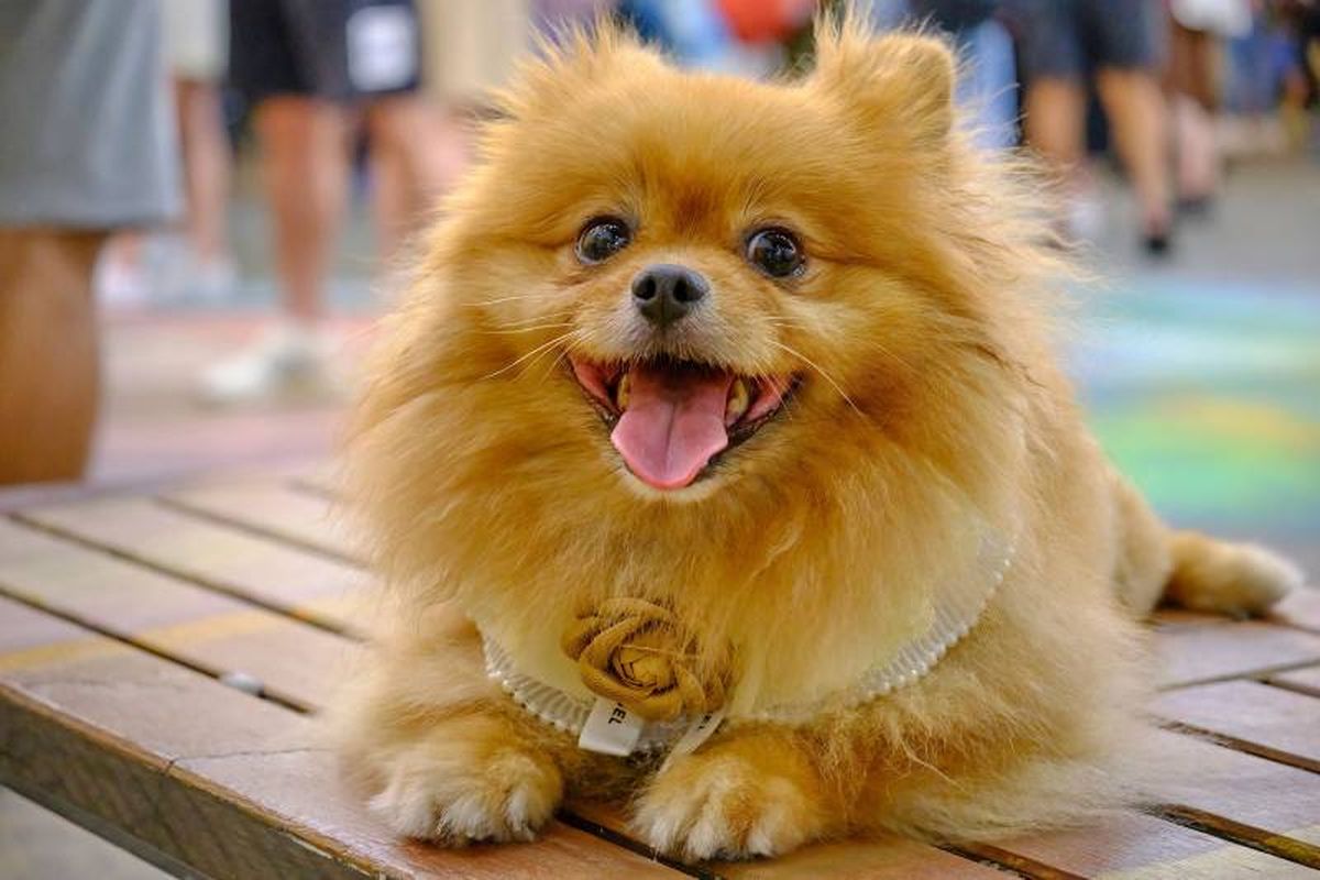 El Pomerania es un perro pequeño, de unos 18-30 cm de largo y entre 1,8 y 3,5 kilos de peso