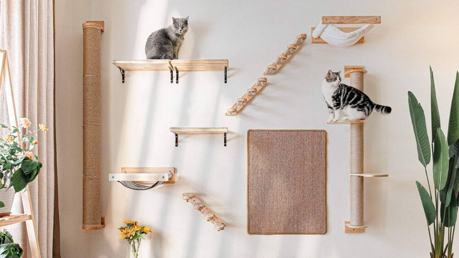 gimnasio gato fukumaru