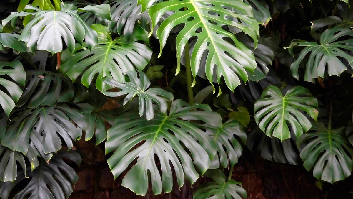 planta costilla adan Monstera descripcion