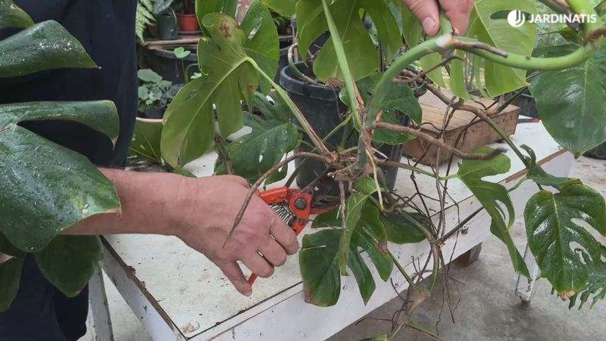 Esqueje de Monstera deliciosa