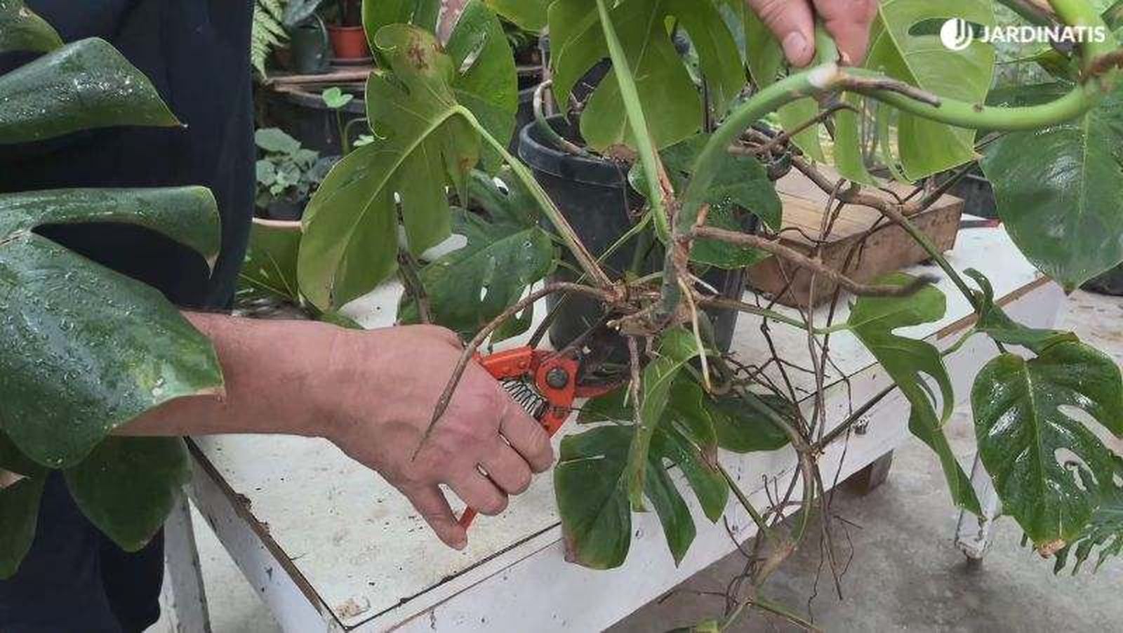 Esqueje de Monstera deliciosa