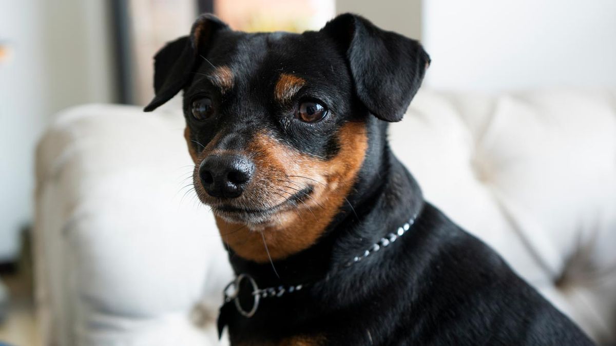 10 perros alemanes 7 pinscher miniatura