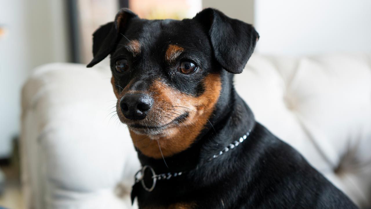10 perros alemanes 7 pinscher miniatura