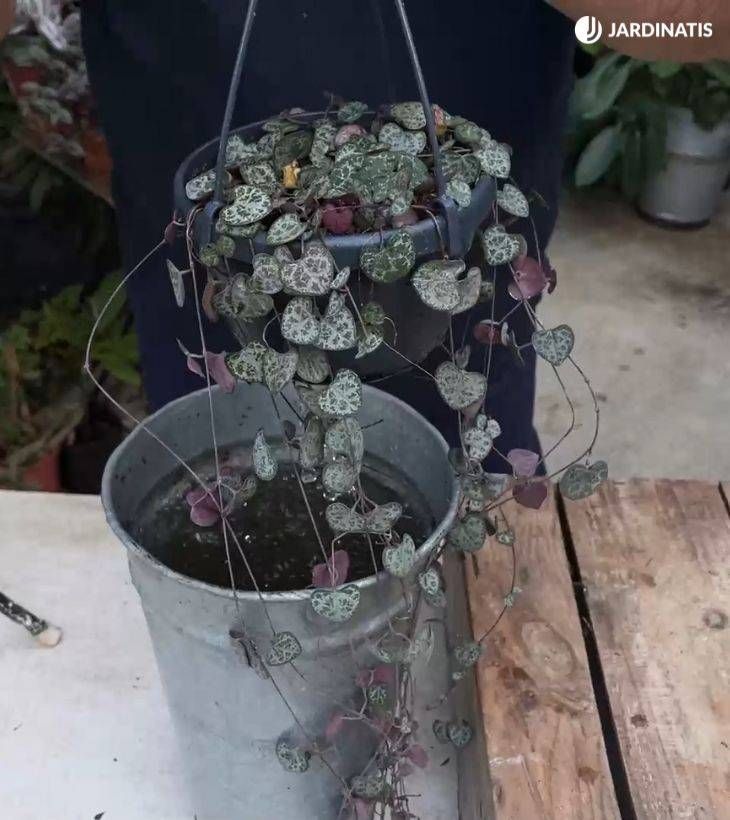 Riego de Ceropegia woodii por inmersión.
