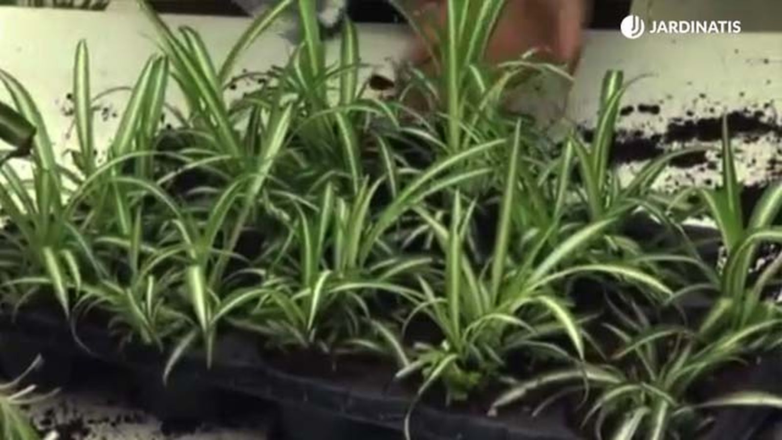 como reproducir la cinta jardinatis 3