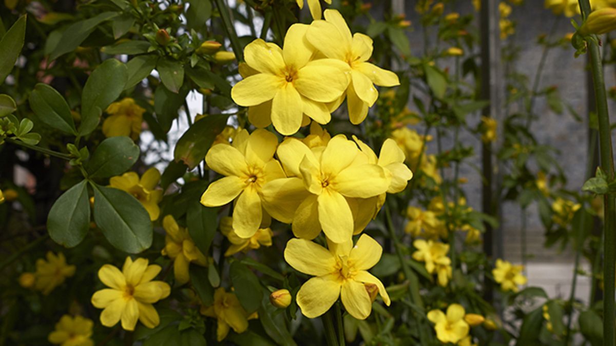 Jasminum mesnyi jazmin de invierno