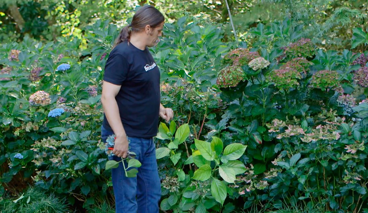 bricojardin923 hortensias magical otono hojas1