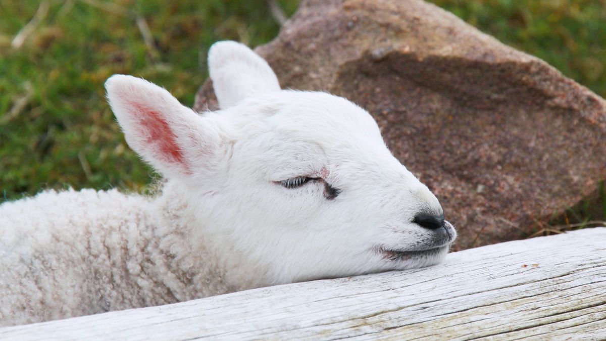 10 animales perezosos oveja
