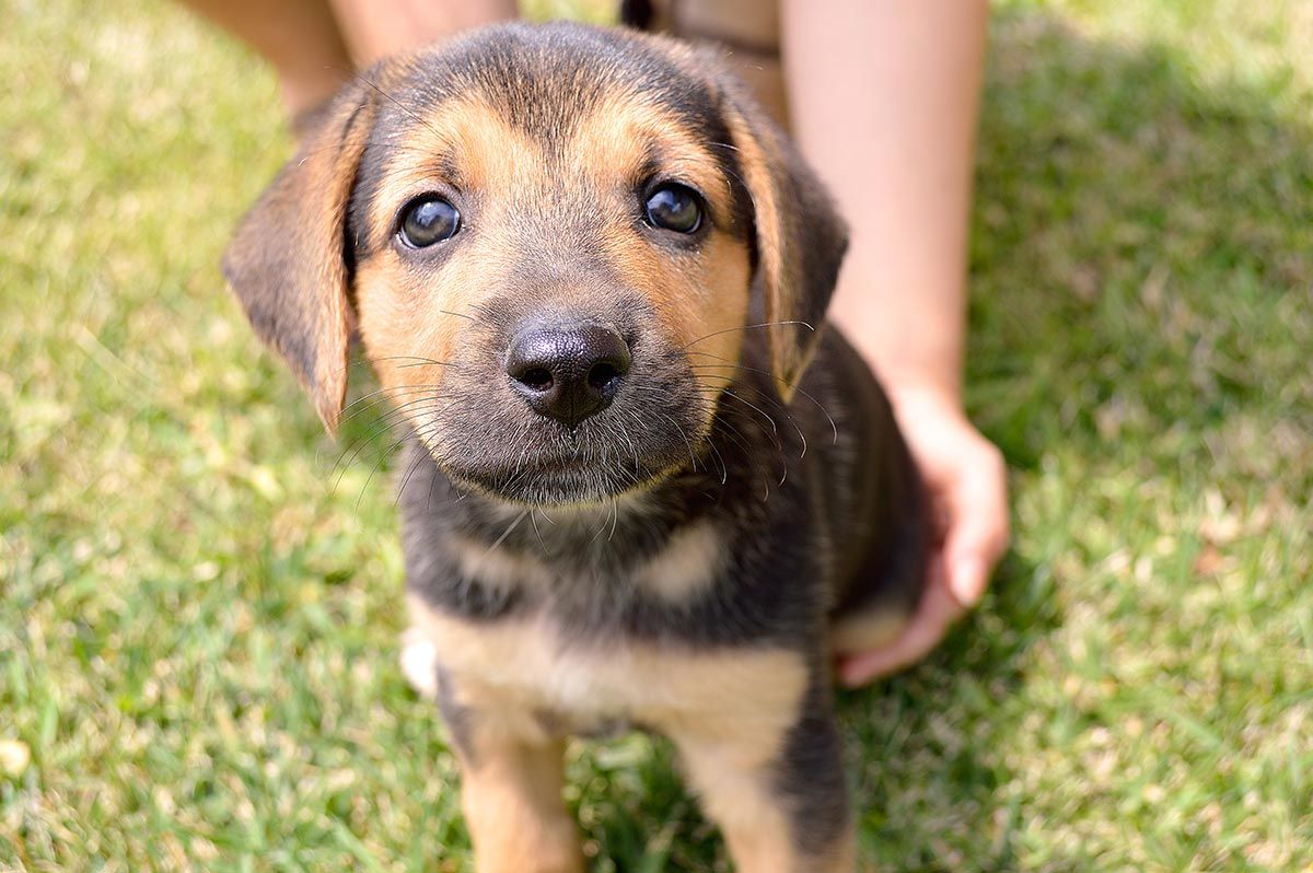 mascotas robos perros consejos