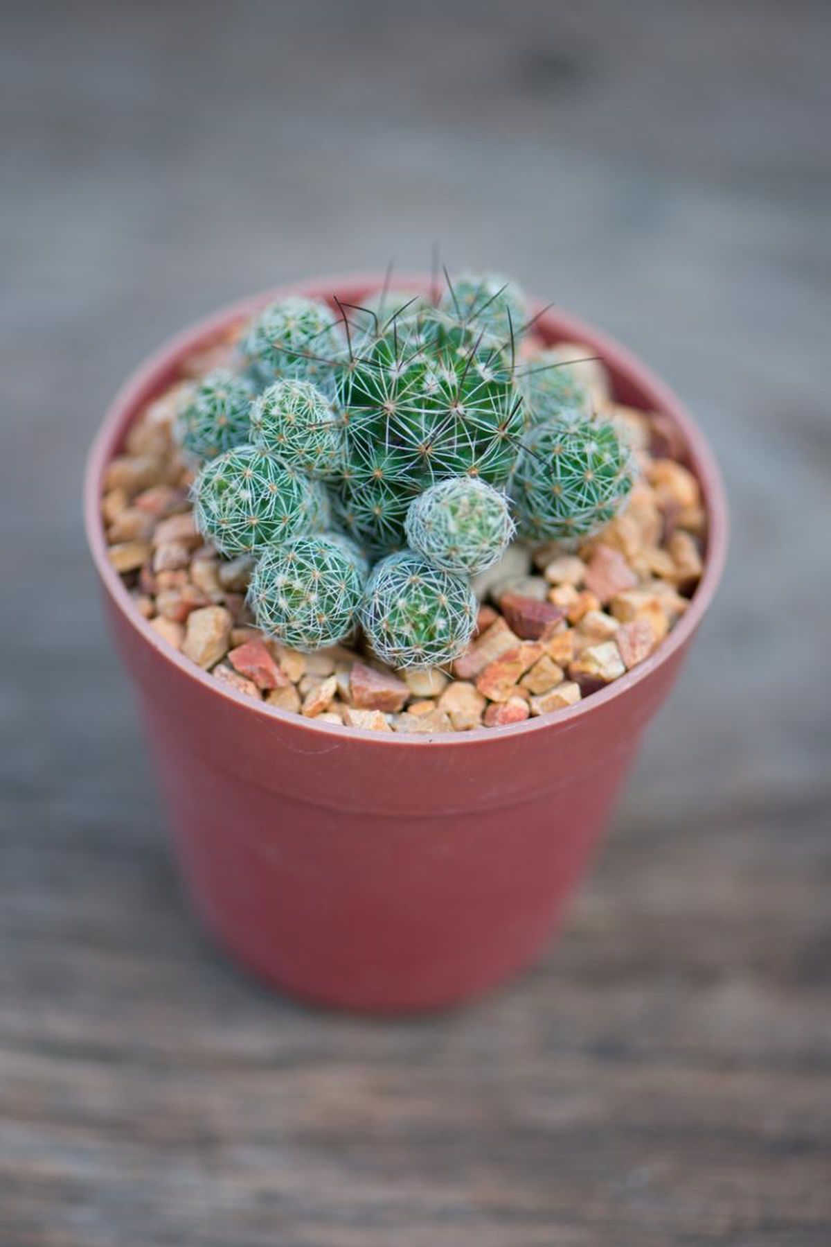 Mammillaria gracilis.