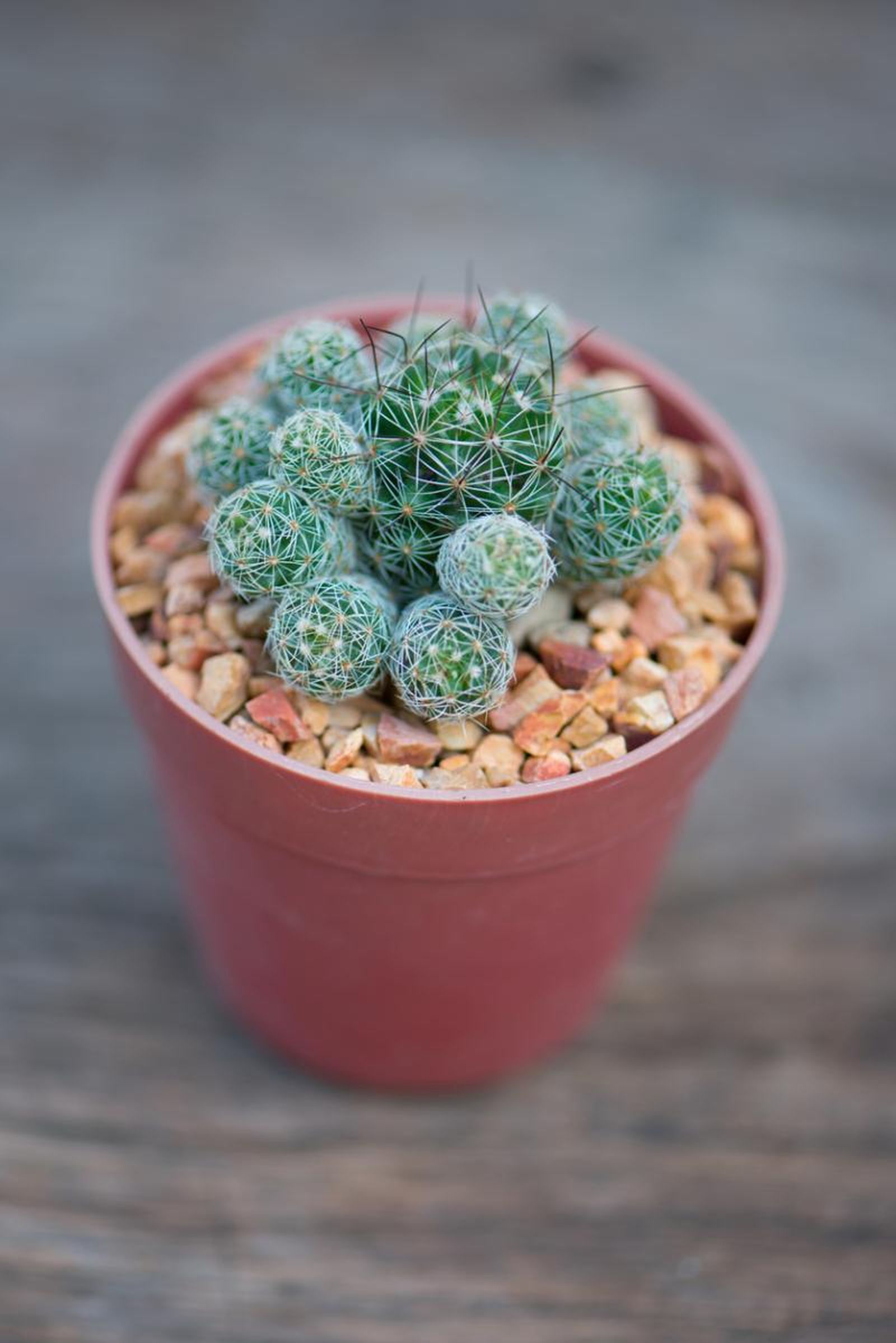 Mammillaria gracilis.