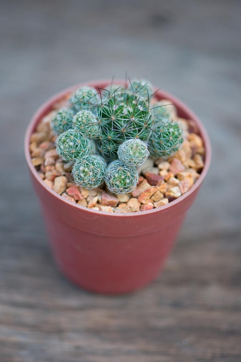 Mammillaria gracilis.