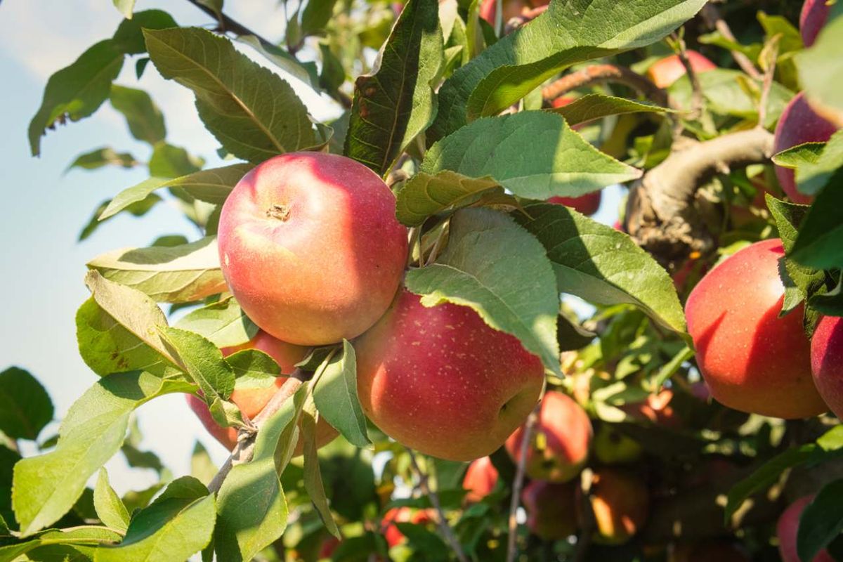 Manzanas en el árbol