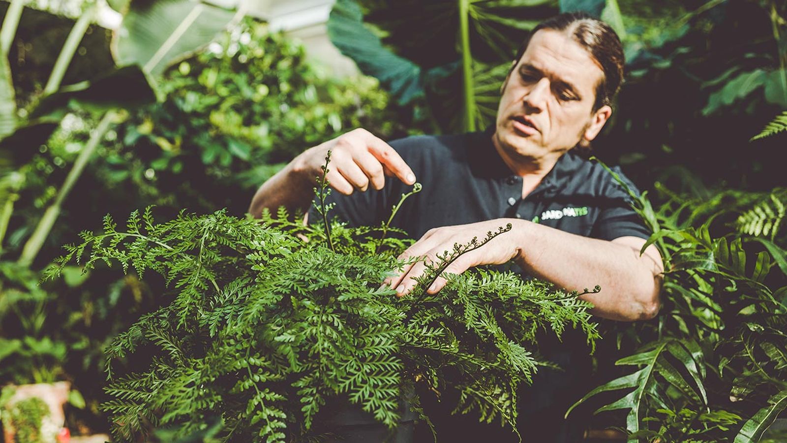 brico 1016 jardin Helecho rustico ssplenium parvati xl