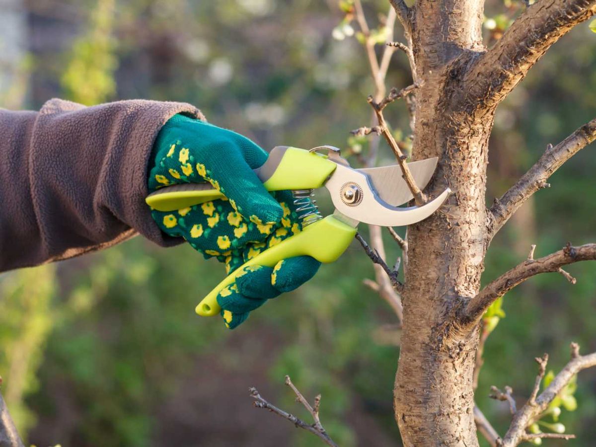 Podar en el momento justo es clave para un ciruelo sano y vigoroso.