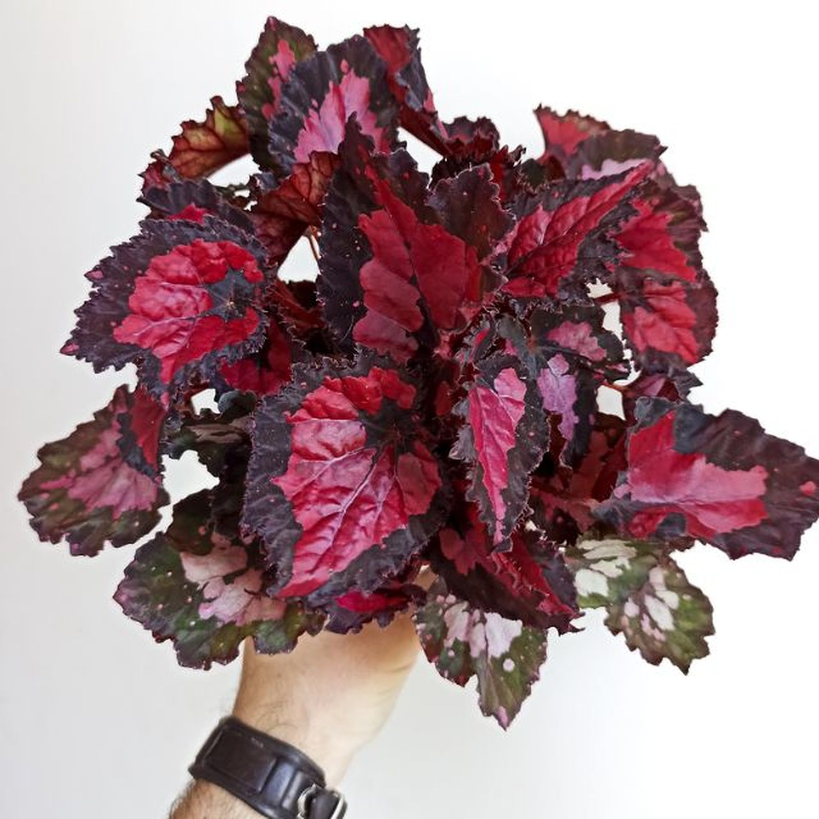 Begonia rex Inca night begonias y mas