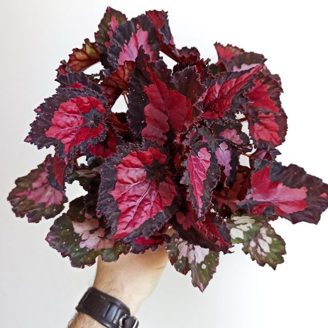 Begonia rex Inca night begonias y mas