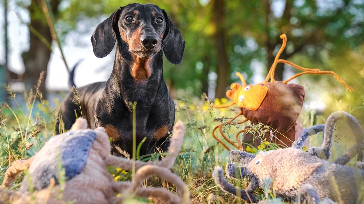 combatir parasitos externos 2