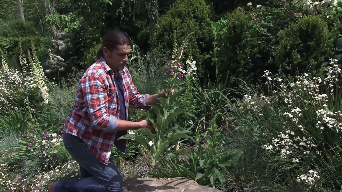 737 decogarden jardineria cortar dedalera