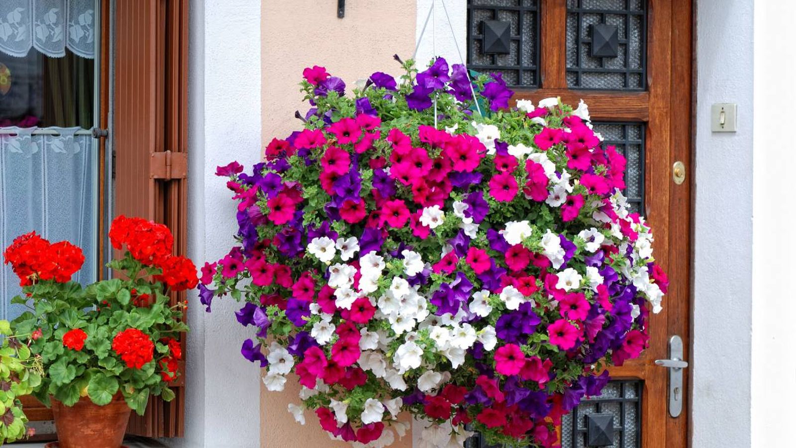 Plantación de surfinias colgantes