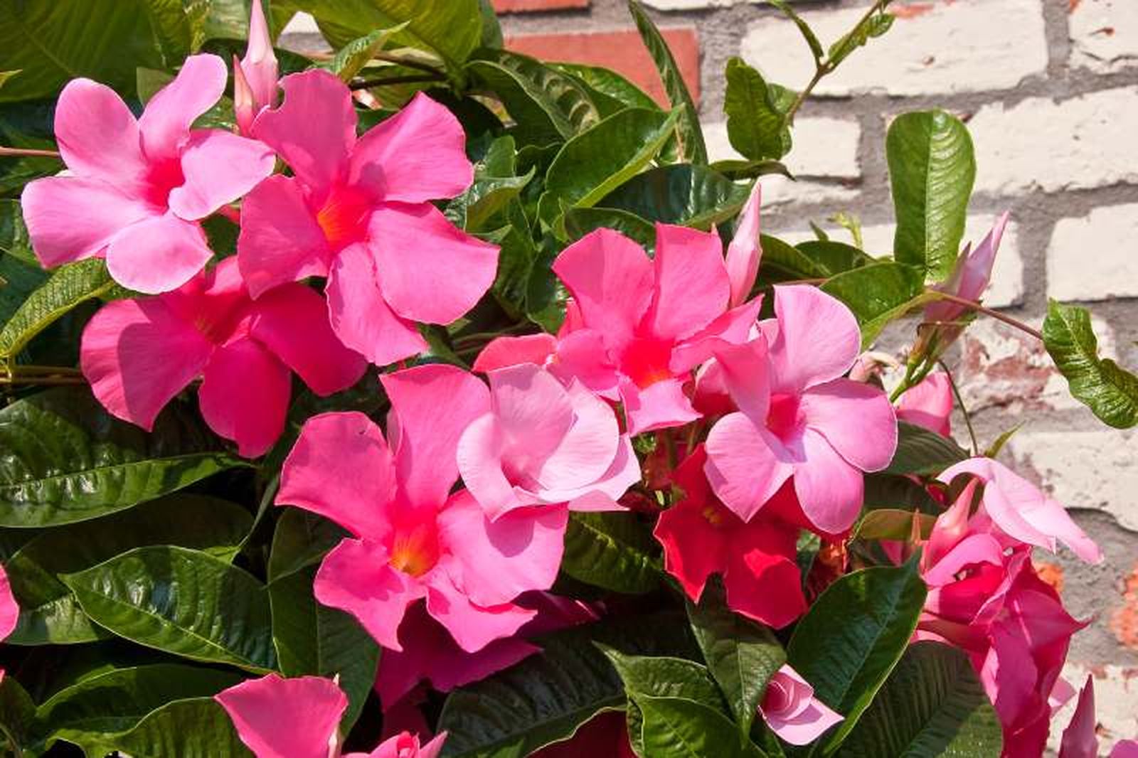 Mandevilla hybrida