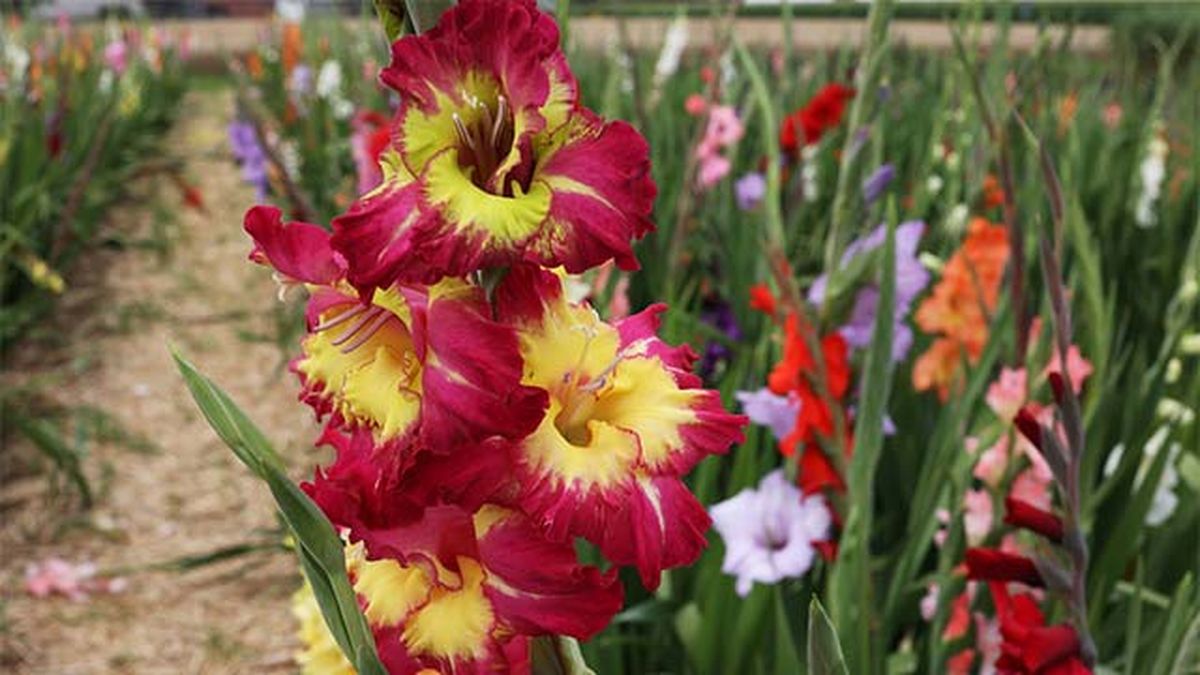 gladiolos flores de otono