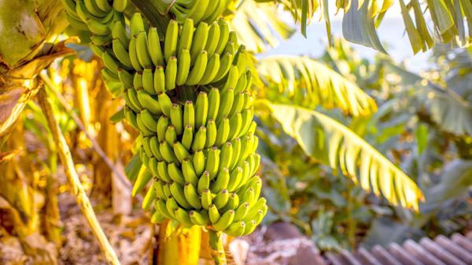 Diferencias entre plátano y banana