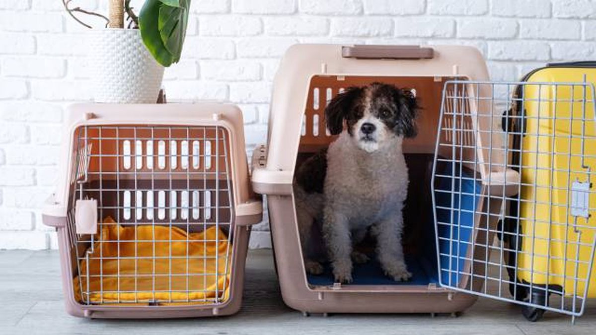 contenedores homologados transporte mascotas