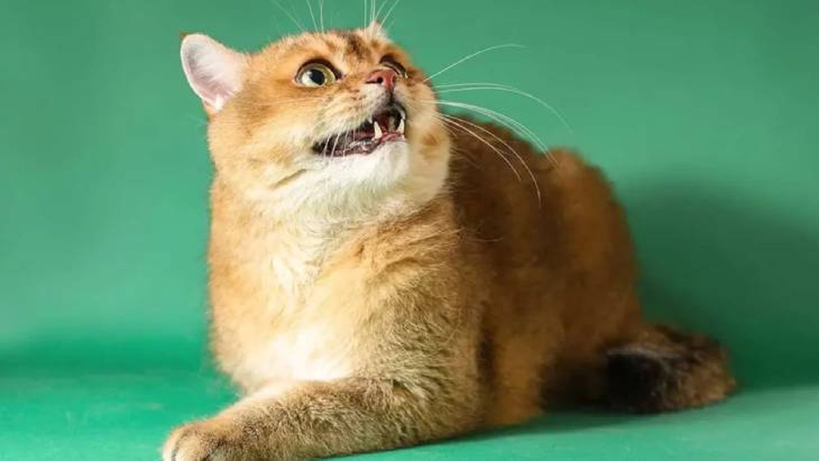 mi gato me bufa 8 (1)