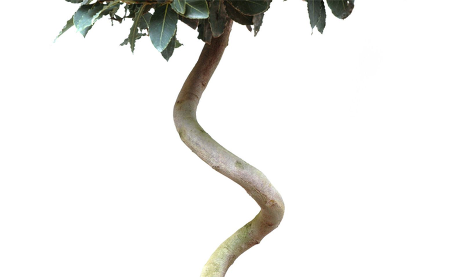 Cómo conseguir que el laurel tenga el tronco en espiral