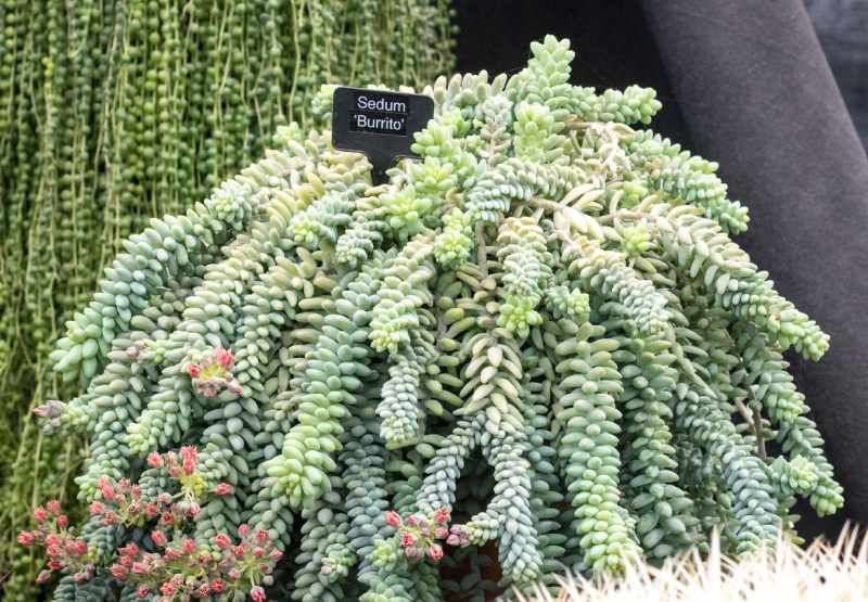 Sedum morganianum