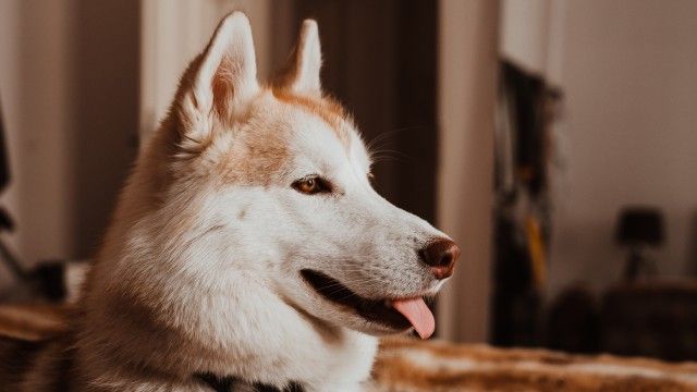 husky siberiano 9