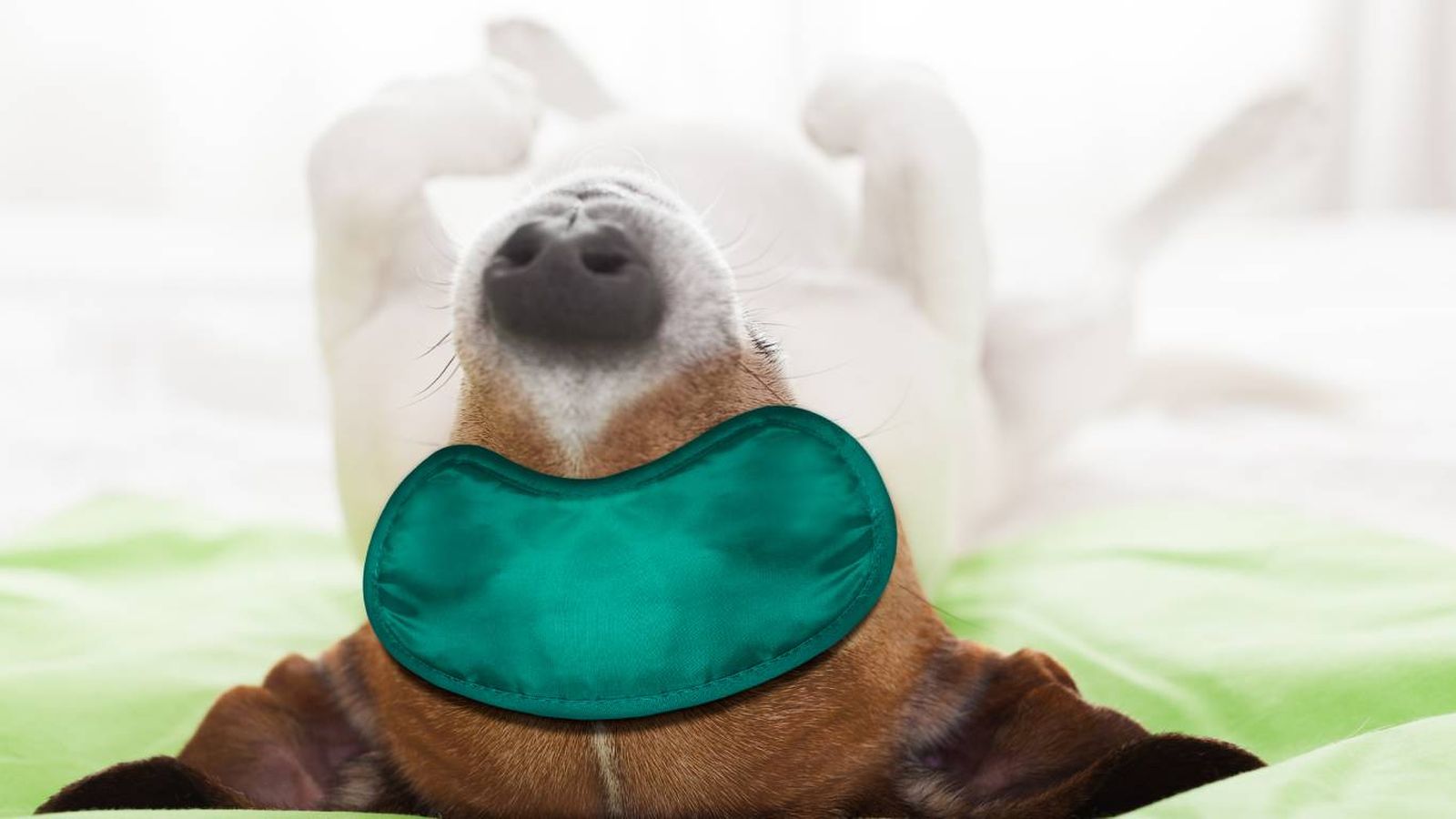 Los perros son muy dependientes de los horarios implantados por sus cuidadores.