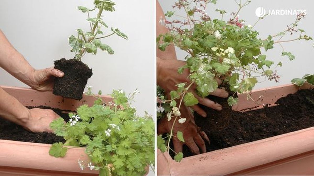 plantacion de geranios aromaticos deco 146