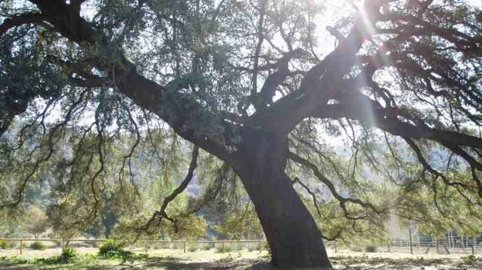 chaparro de la vega arbol 2024