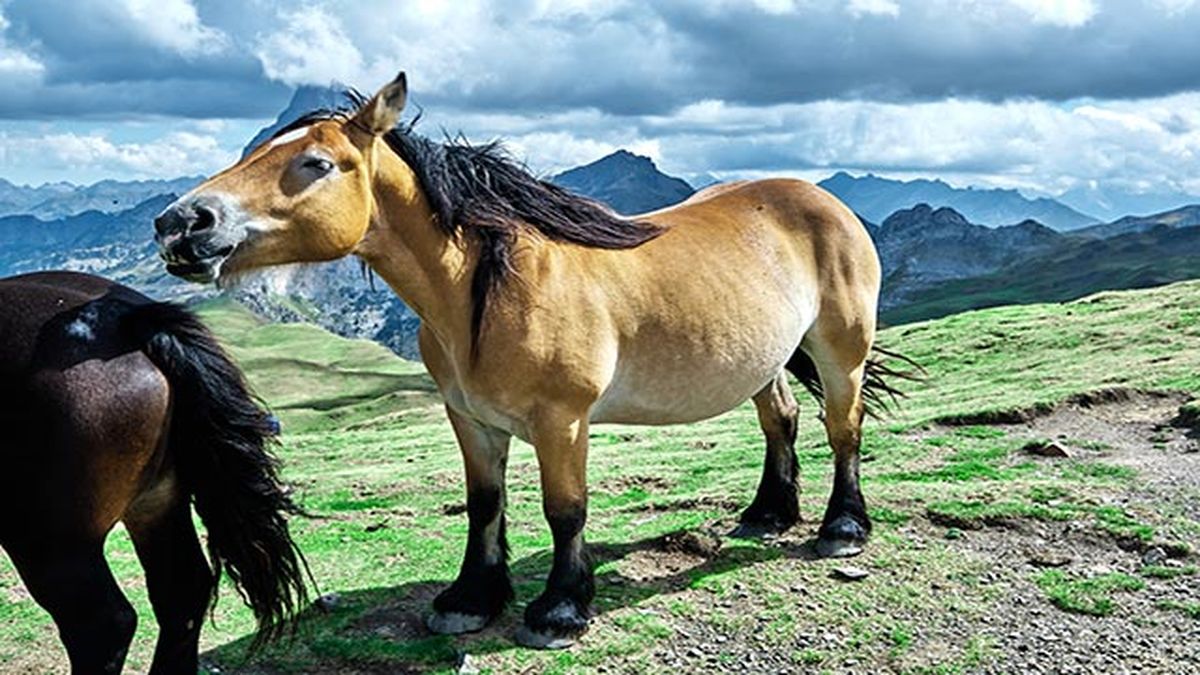 Cavall Pirinenc Català