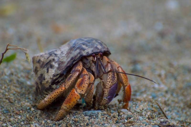 Los cangrejos ermitaños, unos crustáceos que utilizan las conchas vacías de algunos moluscos para protegerse.