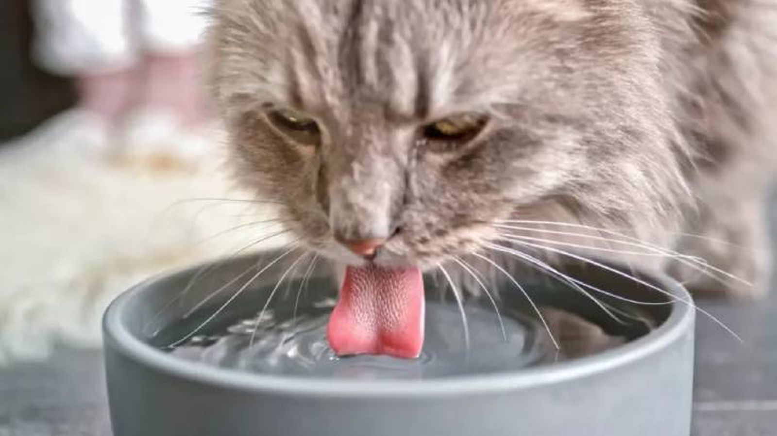 por que mi gato bebe mucha agua 4 (1)