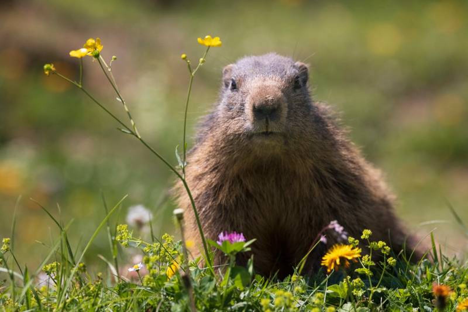 Aunque pertenecen a la misma familia, la marmota y la ardilla tienen diferencias.