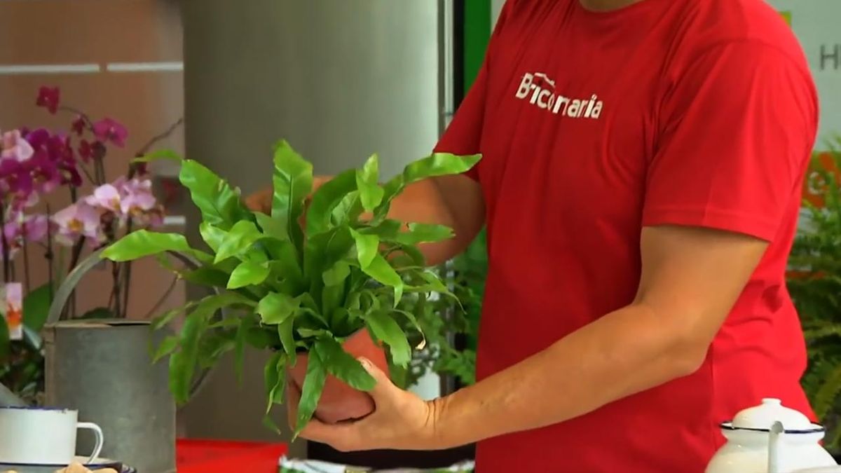 como cultivar helecho nido de ave