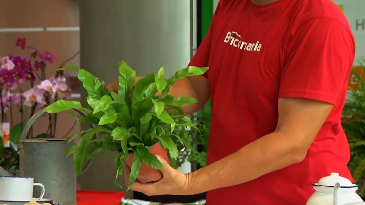 como cultivar helecho nido de ave