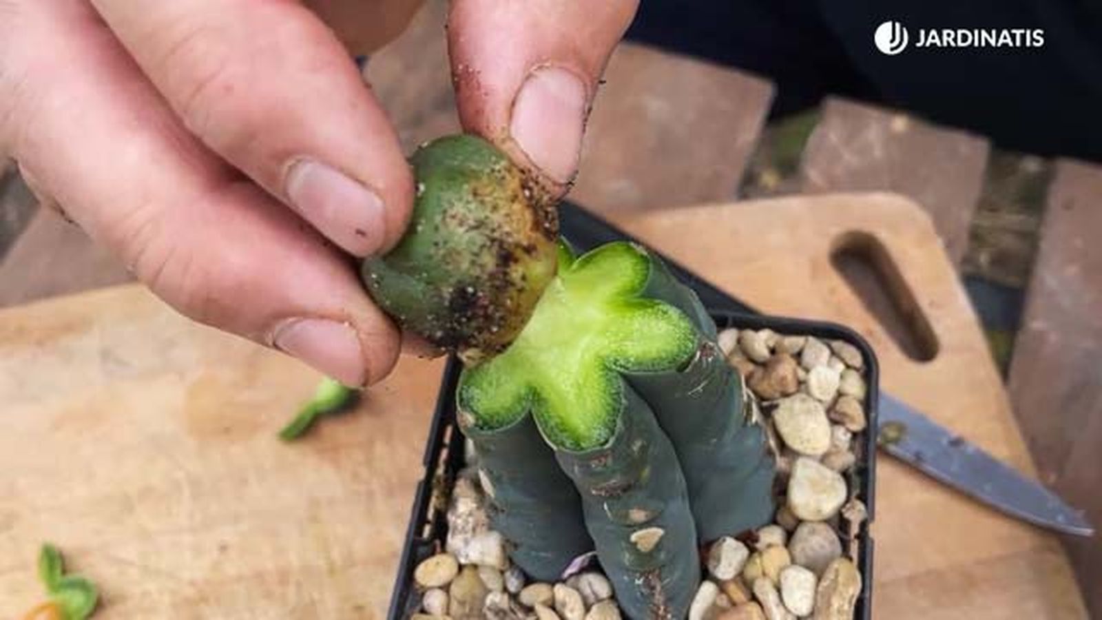 como injertar cactus 22 17