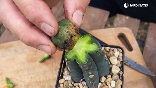 como injertar cactus 22 17