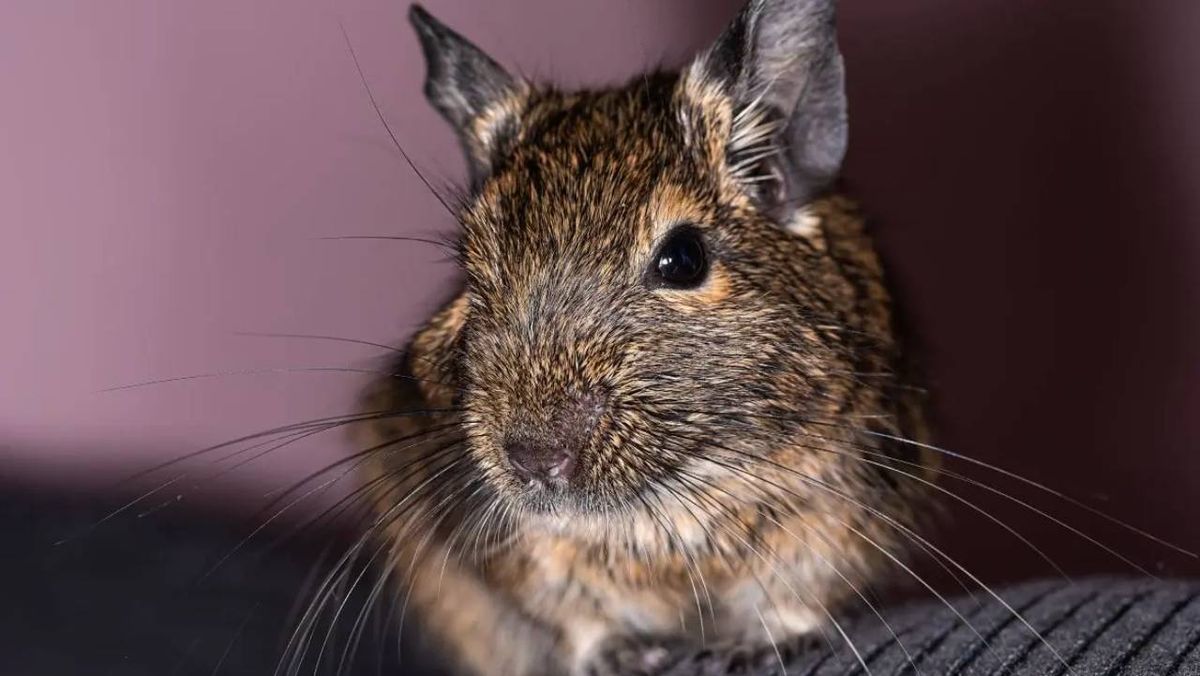 degu mascota 8 (1)