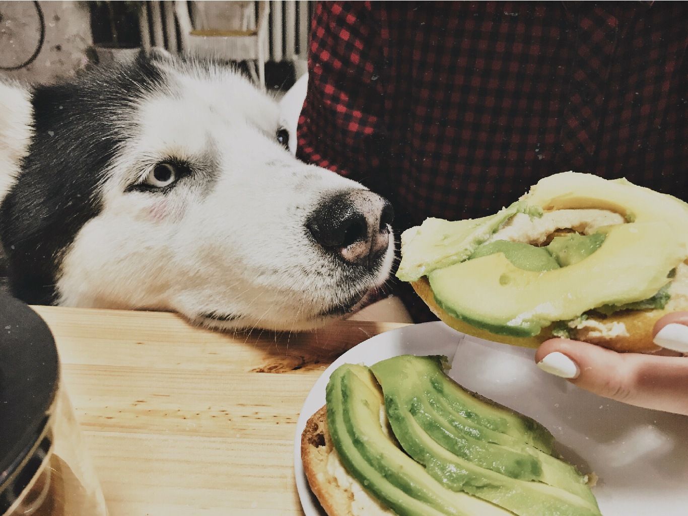 Nunca ofrezcas aguacate a tu perro