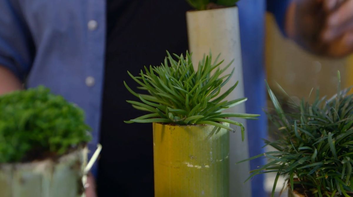 Tiestos y recipientes con tallos de bambú tiesto