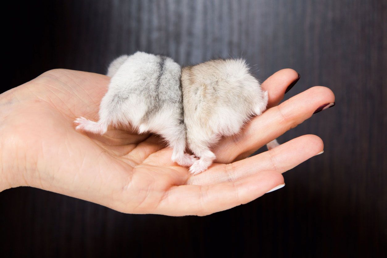 hamster ruso y hamster robo